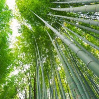 Las propiedades mecánicas del bambú